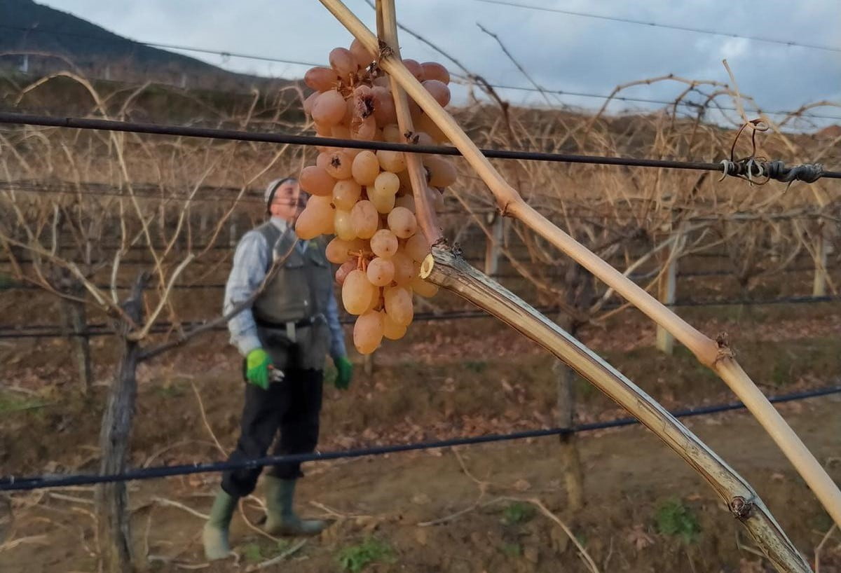 MANİSA’NIN SARIGÖL OVASI’NDA KIŞIN SOĞUK GÜNLERİNDE SÜREN BAĞ BUDAMA ÇALIŞMALARI SIRASINDA...