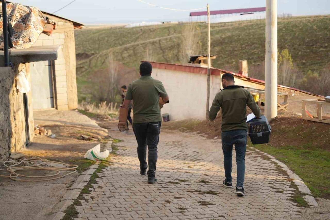MERADA HAYVAN OTLATMA SIRASINDA BESİCİ TARAFINDAN BULUNAN VE KANADINDAN VURULDUĞU BELİRLENEN...