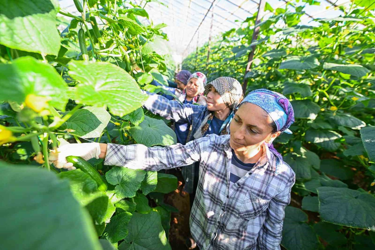 MERSİN BÜYÜKŞEHİR BELEDİYESİNİN AYDINCIK’TA YÜZDE 70 HİBEYLE DAĞITTIĞI HIYAR FİDELERİ SERALARDA...