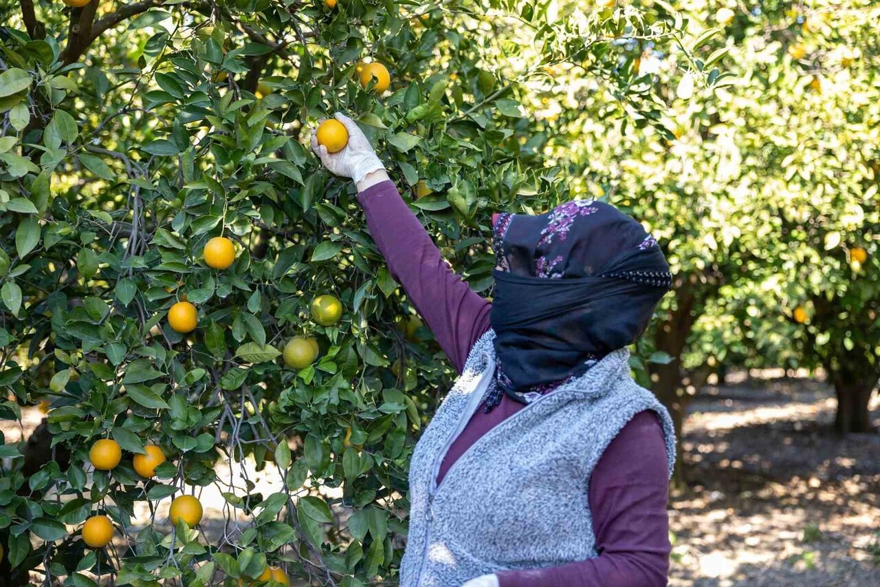 MERSİNDEN KADIN KOOPERATİFİ’NİN GİRİŞİMİYLE COĞRAFİ İŞARET ALAN MERSİN KAN PORTAKALI, NESLİ TEHDİT...