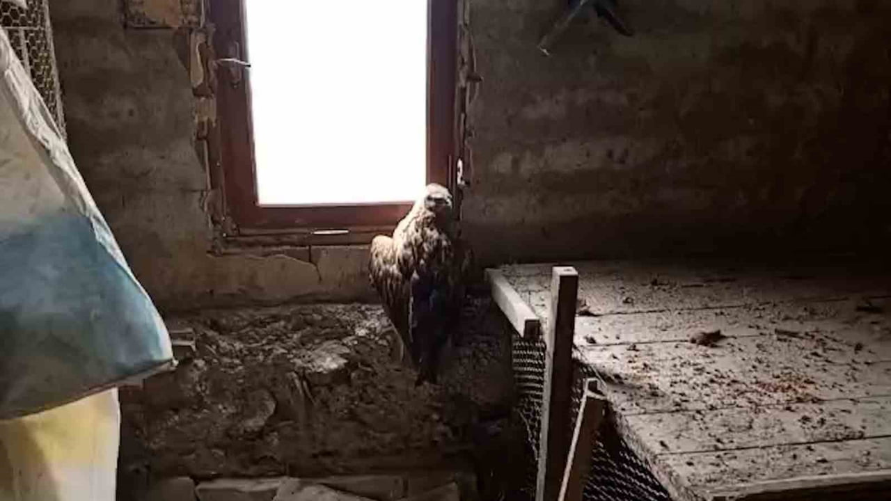 MUDURNU İLÇESİNDE BİR VATANDAŞ TARAFINDAN YARALI HALDE BULUNAN ŞAHİN, YETKİLİLERE HABER...