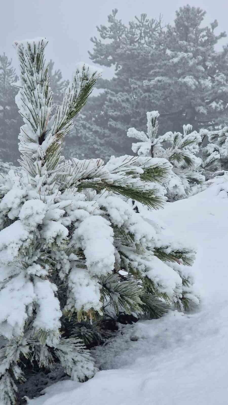 MUĞLA’DA ALÇAK KESİMLERDE ETKİLİ OLAN YAĞMUR, YÜKSEK KESİMLERDE YERİNİ KAR YAĞIŞINA BIRAKIRKEN...