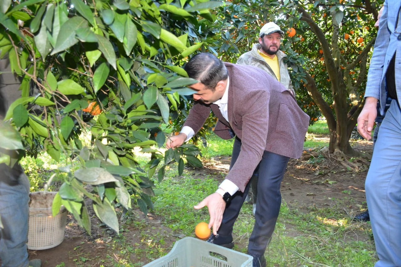 MUĞLA’NIN KÖYCEĞİZ İLÇESİNDE, COĞRAFİ İŞARETE SAHİP 'KÖYCEĞİZ PORTAKALI’NDA HASAT SÜRERKEN, HASAT...