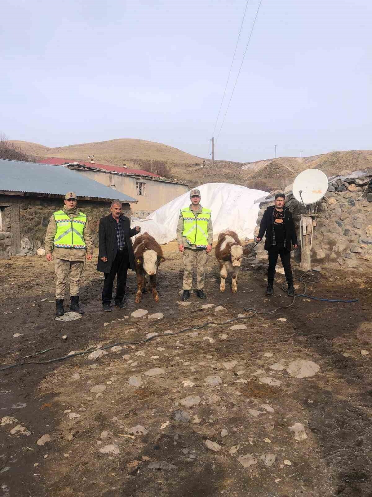 MUŞ’UN HASKÖY İLÇESİNDE ÇALINAN 2 ADET BÜYÜKBAŞ HAYVAN, JANDARMA EKİPLERİNİN ÇALIŞMASIYLA...