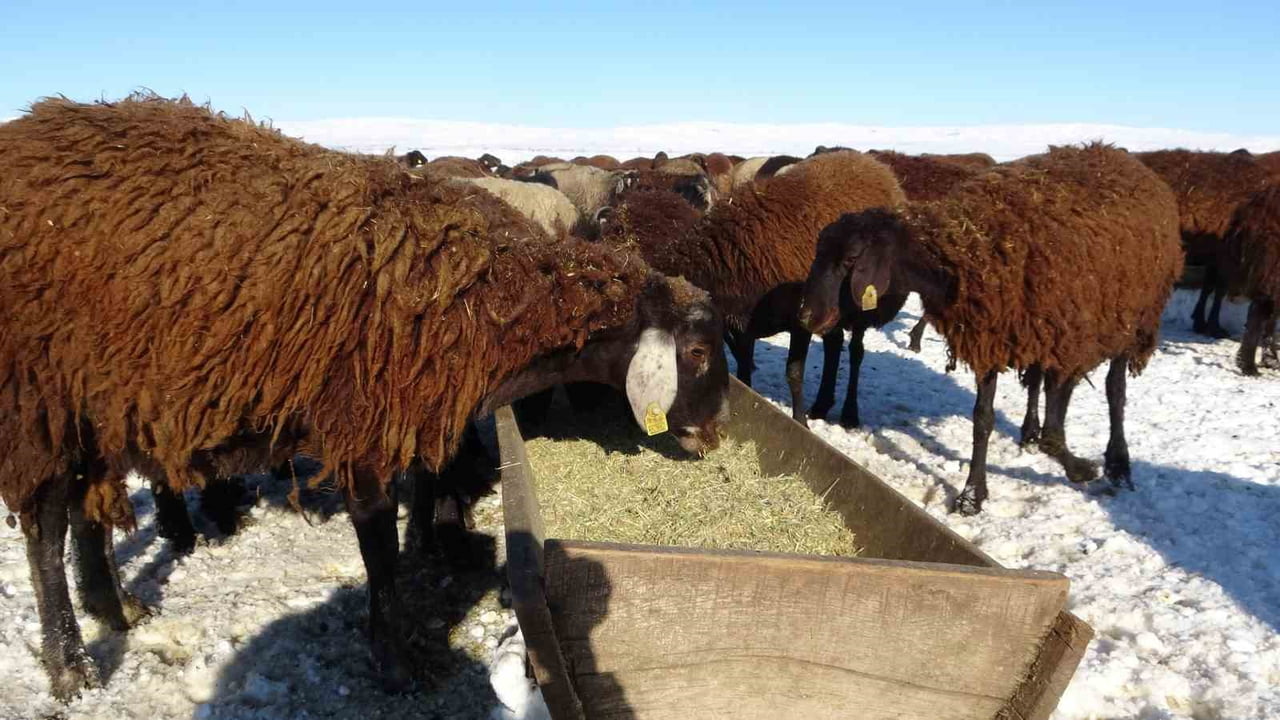 MUŞ’UN HASKÖY İLÇESİNDE GECE SAATLERİNDE ETKİLİ OLAN KAR YAĞIŞIYLA BİRLİKTE BİRÇOK KÖY YOLU...