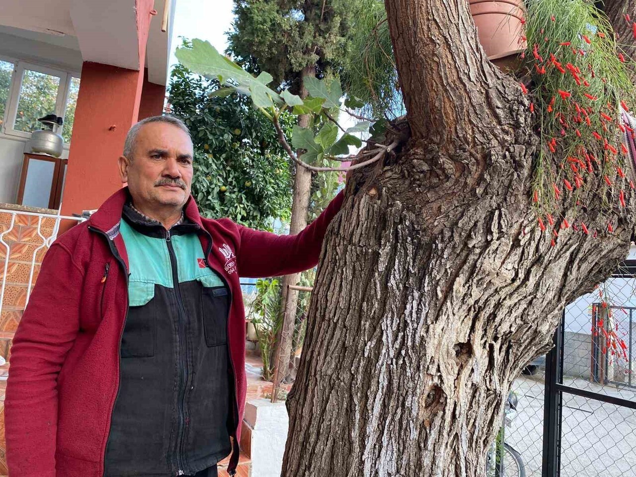 OSMANİYE’DE BİR GÖVDEDE İKİ FARKLI AĞAÇ