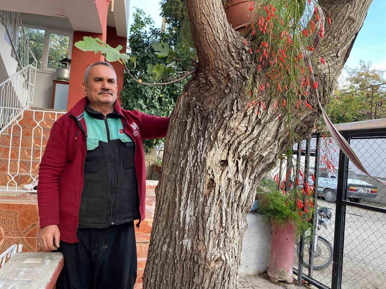 OSMANİYE’DE BİR GÖVDEDE İKİ FARKLI AĞAÇ