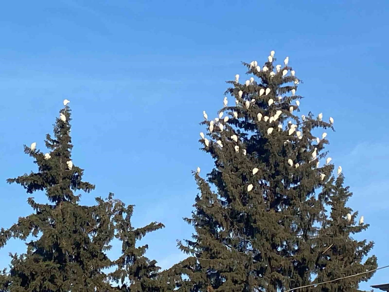 OSMANİYE’DE SIĞIR BALIKÇILLARININ KIŞ KONAKLAMASI İLGİ ÇEKİYOR