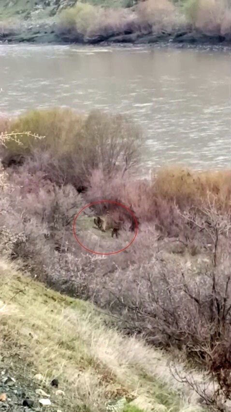 PALU İLÇESİNDE MURAT NEHRİ KENARINDA BİR BALIKÇI, ANNE AYI VE YAVRUSUNU GÖRÜNTÜLEDİ.