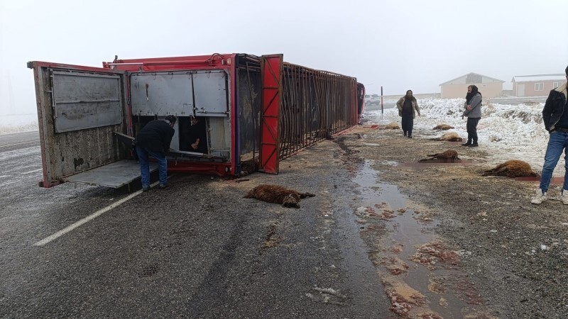 PATNOS’TA KÜÇÜKBAŞ HAYVAN YÜKLÜ TIR DEVRİLDİ: 10 HAYVAN TELEF OLDU