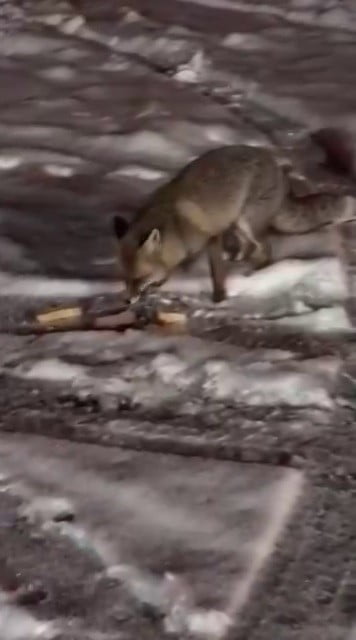 POSOF İLÇESİNDE AÇ KALAN 2 TİLKİ YİYECEK ARAMAK İÇİN YERLEŞİM YERLERİNDE EVLERİN ÖNLERİNE KADAR...