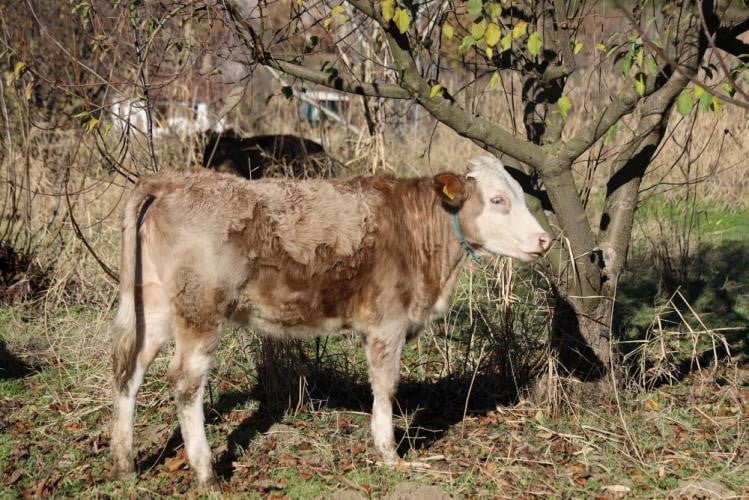 "KIRSALDA BEREKET VAR" PROJESİYLE ÜRETİCİYE BÜYÜKBAŞ DESTEĞİ
