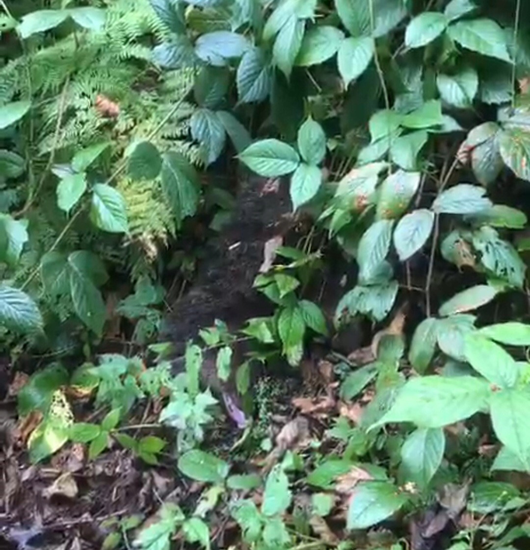 RİZE'NİN ÇAMLIHEMŞİN İLÇESİNE BAĞLI AYDER YAYLASI'NDA BİR AĞACA TIRMANDIKTAN SONRA İNEMEYEREK...