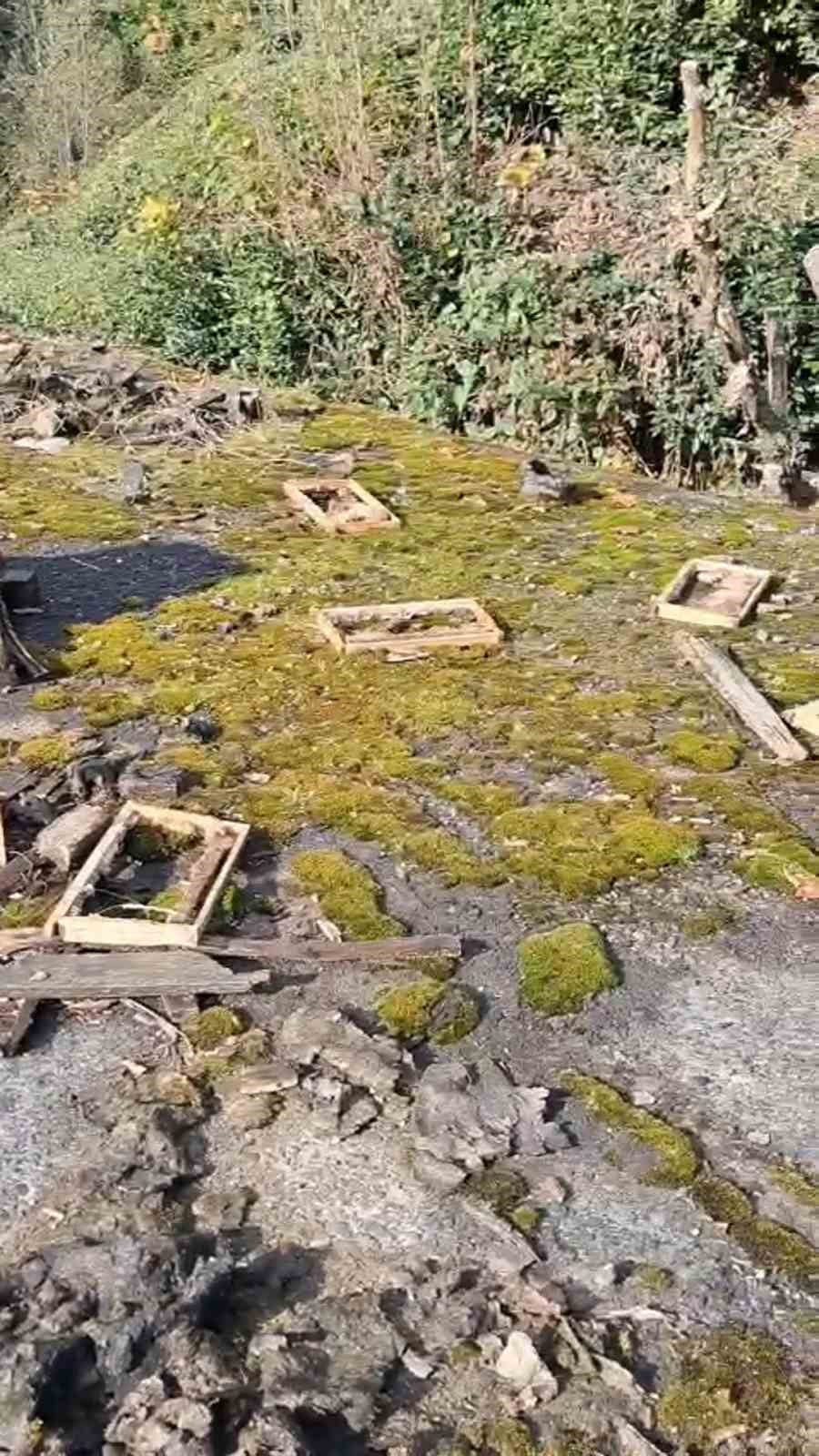 RİZE’DE AYILARIN SALDIRISI SONUCU KOVANLARINI DAĞITTIĞI ARICI OLAYA ‘BEN ŞİMDİ NE EDEYİM’ DİYEREK...
