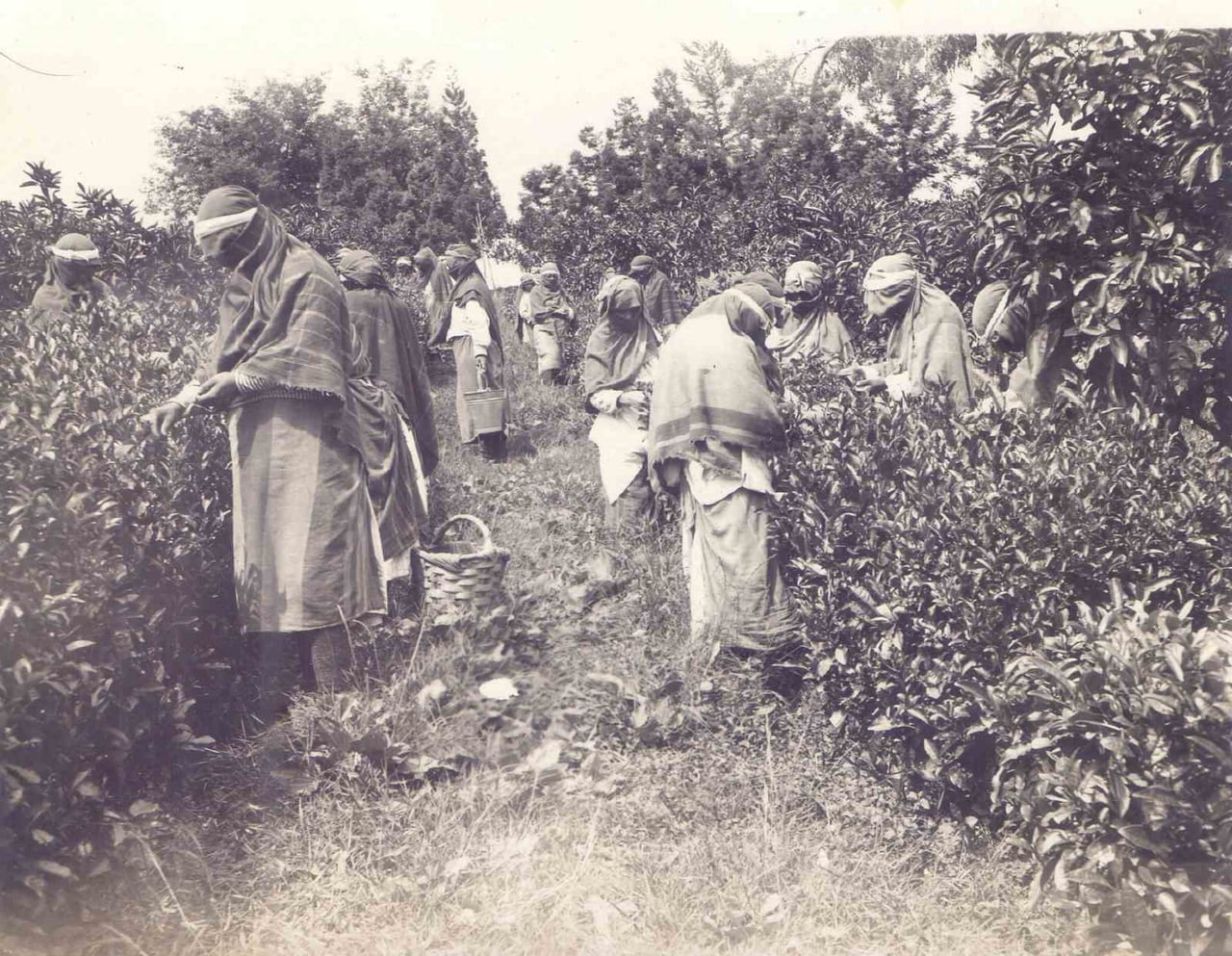 RİZE’DE ÇAYIN TARİHİNİN YILLAR SONRA ORTAYA ÇIKAN ARŞİVLE DAHA DA ESKİ TARİHLERE DAYANDIĞI ORTAYA...