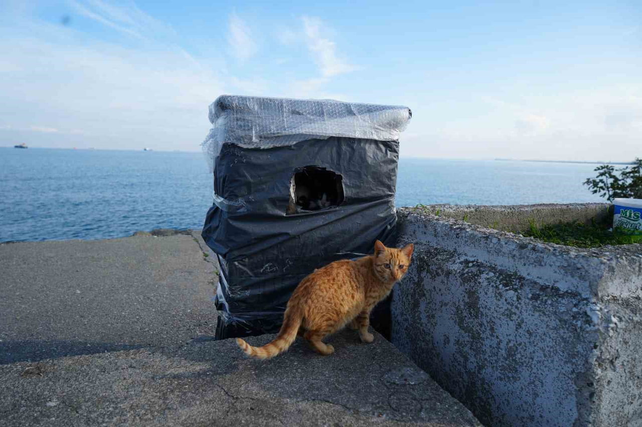 SAMSUN SAHİLİNDE KAYALIKLAR, HAYVANSEVERLERİN YERLEŞTİRDİĞİ YUVALARLA SOĞUK HAVALARDA KEDİLER İÇİN...