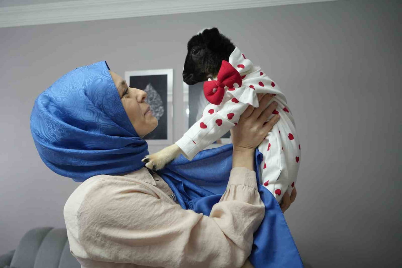 SAMSUN’UN CANİK İLÇESİNDE YAŞAYAN 3 ÇOCUK ANNESİ 37 YAŞINDAKİ NAGİHAN ÜRER, ANNESİ ÖLEN BİR KUZUYU...