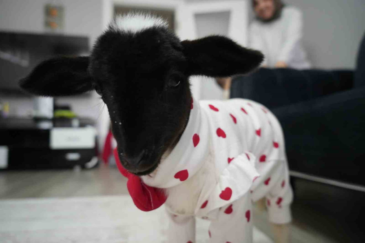 SAMSUN’UN CANİK İLÇESİNDE YAŞAYAN 3 ÇOCUK ANNESİ 37 YAŞINDAKİ NAGİHAN ÜRER, ANNESİ ÖLEN BİR KUZUYU...