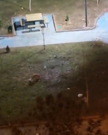 ŞANLIURFA’DA YİYECEK ARAYAN 2 TİLKİ KENT MERKEZİNE İNDİ