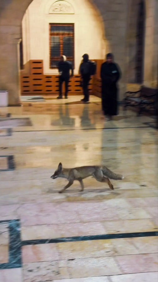 ŞANLIURFA’DA YOĞUN KAR YAĞIŞI NEDENİYLE KIRSALDA AÇ KALAN TİLKİ, ŞEHİR MERKEZİNDEKİ BALIKLIGÖL’DE...