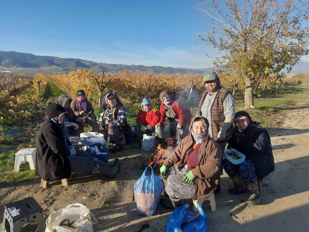 SARIGÖL’DE ÜZÜM BAĞLARINDA BAŞLATILAN YENİLEME ÇALIŞMALARI, KADIN TARIM İŞÇİLERİNE YENİ İSTİHDAM...