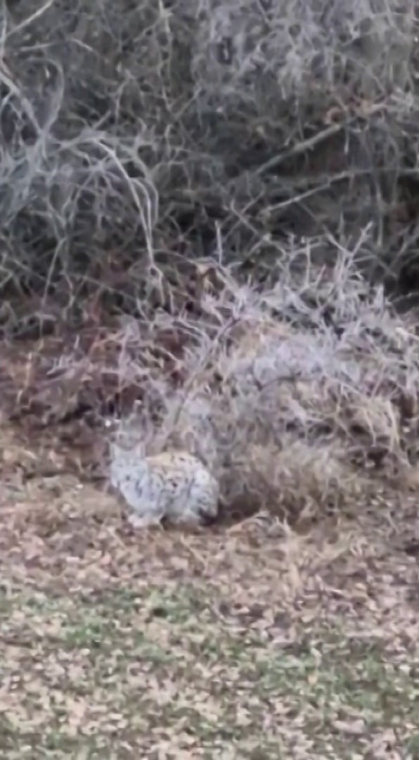 SİVAS’IN ZARA İLÇESİNDE ARAÇ KULLANIRKEN NESLİ TÜKENME TEHLİKESİ ALTINDA BULUNAN ‘BAŞAK’ İLE...