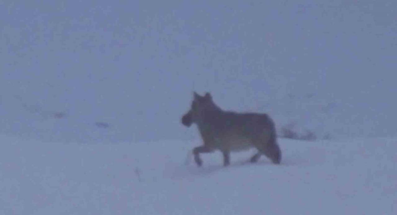 SİVAS’IN ZARA İLÇESİNDE DOĞA GEZİSİNE ÇIKAN BİR VATANDAŞ, ZARA-İMRANLI YOLU ÜZERİNDE BİR ARAZİDE...