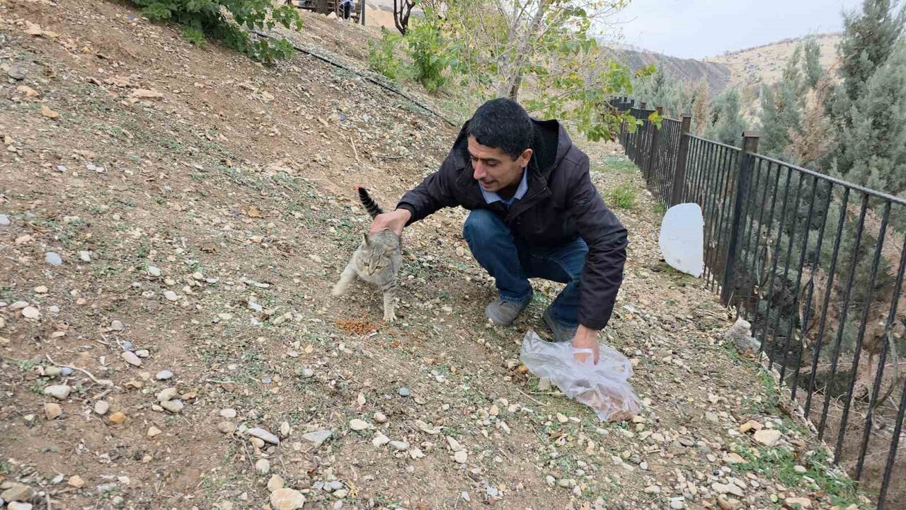 SİVEREK’TE SAHİPSİZ KEDİLERE MAMA BIRAKILDI