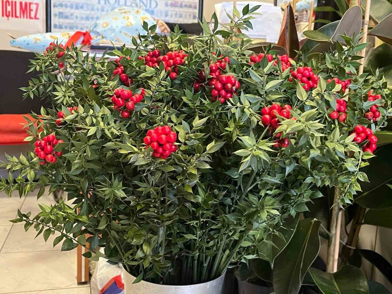 SON 10 YILDA PİYASAYA ÇIKAN KOKİNA BİTKİSİ, KASIM VE ARALIK AYLARINDA ORMANLIK ALANLARDAN TOPLANAN...