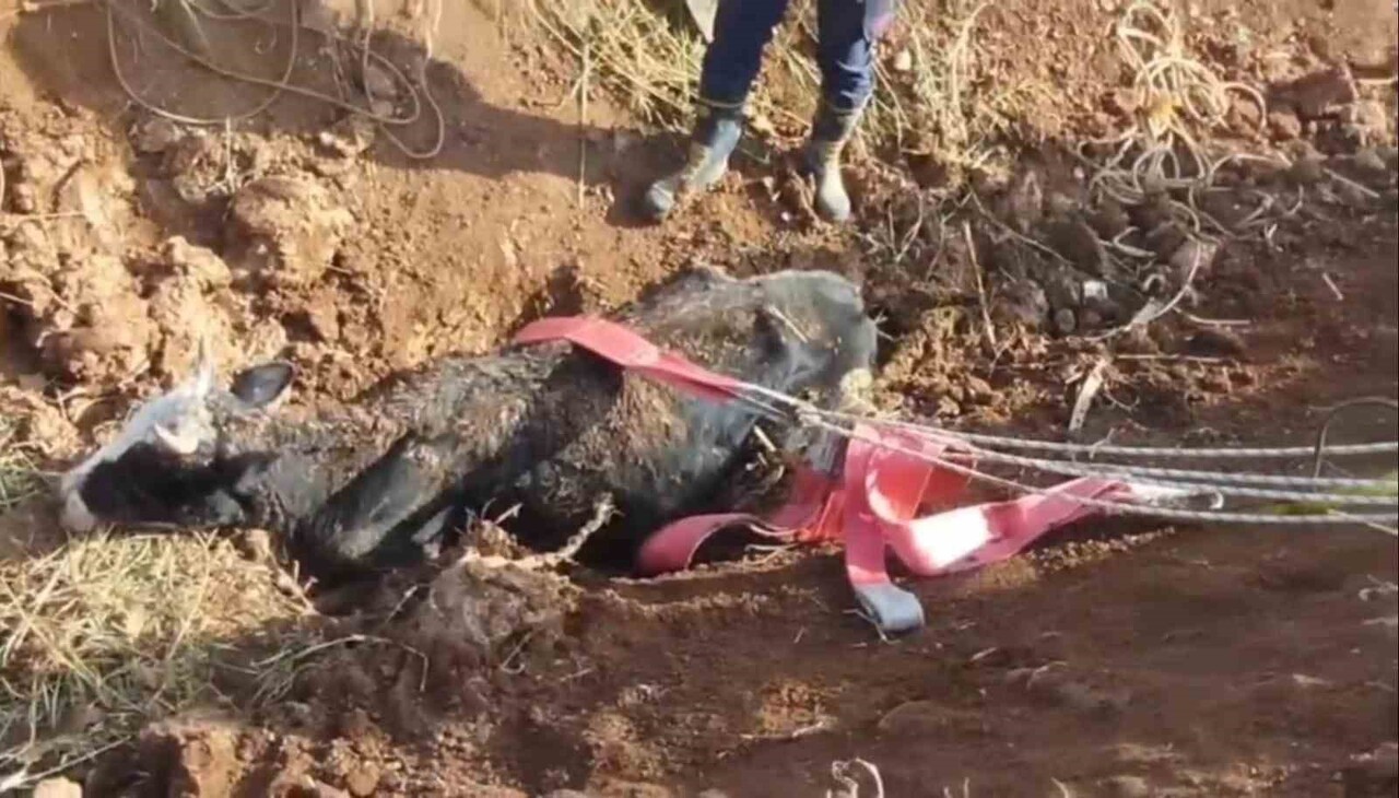 TAHLİYE KANALINA DÜŞEN İNEK KURTARILDI