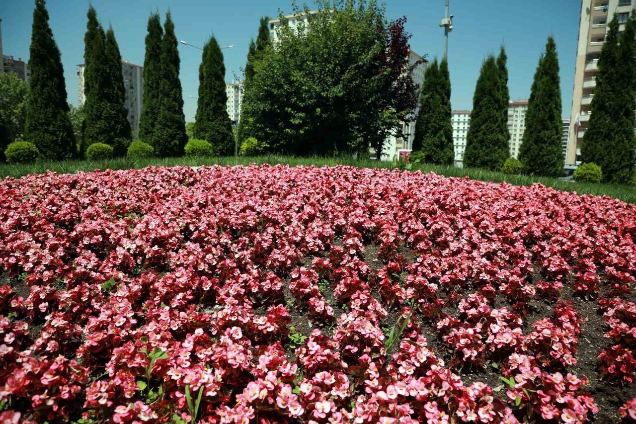 TALAS BELEDİYESİ, 2026 YILINI ‘TALAS ÇİÇEK YILI’ İLAN EDEREK ŞEHRE ESTETİK VE DOĞAYI HARMANLAYAN...