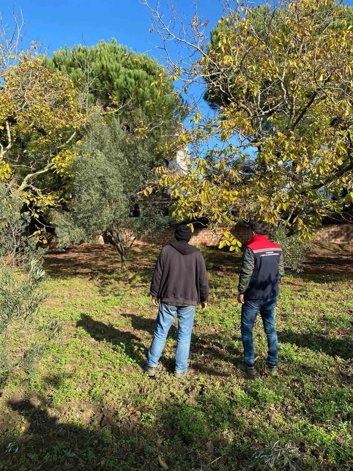TARIM VE ORMAN MÜDÜRLÜĞÜ EKİPLERİ TEKİRDAĞ'IN MARMARAEREĞLİSİ YENİÇİFTLİK MAHALLESİNDE CEVİZ...