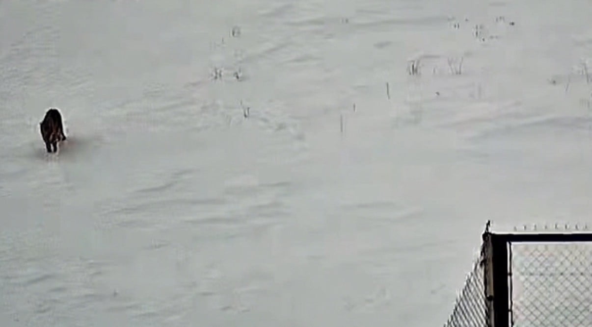 TATVAN’DA SABAH SAATLERİNDE KURT GÖRÜNTÜLENDİ