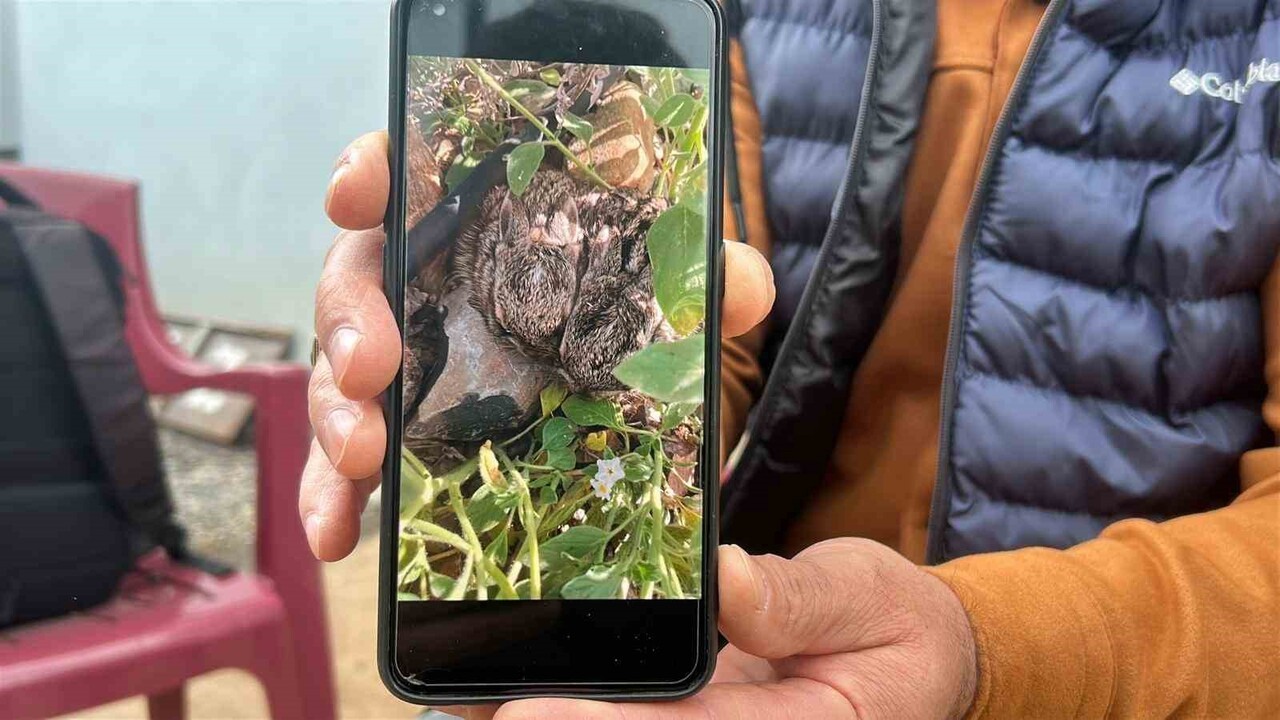 TAVŞANLARA ZARAR VERMEDEN HAYVANLARIN BAHÇESİNE VERDİĞİ ZARAR ANLATAN ATILGAN, DAVRANIŞI VE...