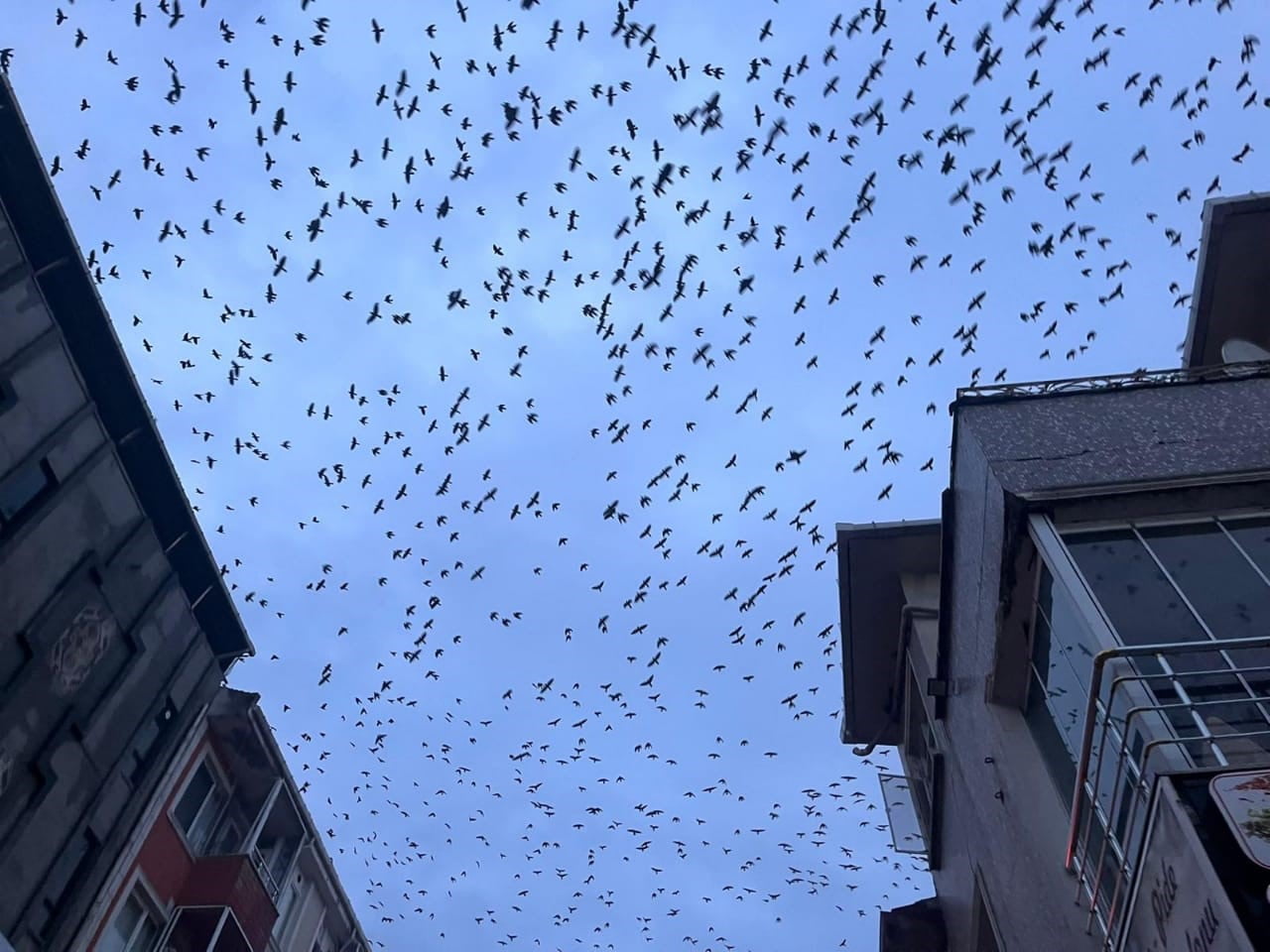 TEKİRDAĞ'IN HAYRABOLU İLÇESİNDE SABAH SAATLERİNDE GÖKYÜZÜNÜ KAPLAYAN KALABALIK KARGA SÜRÜSÜ...