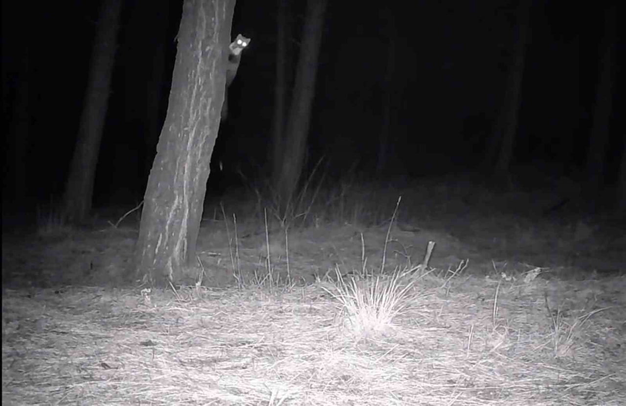 TEKİRDAĞ’DA GANOS DAĞI ETEKLERİNE YERLEŞTİRİLEN FOTOKAPANLAR, BÖLGEDE YAŞAYAN YABAN HAYVANLARINI...