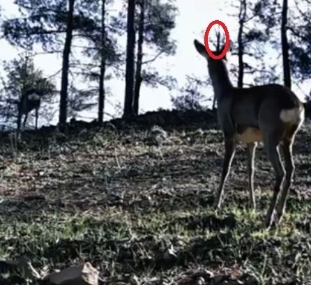 TEKİRDAĞ’DAKİ GANOS DAĞLARI’NDA KURULU FOTOKAPANLAR, NADİR GÖRÜLEN TEK BOYNUZLU BİR KARACAYI DOĞAL...