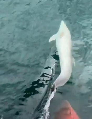 TEKİRDAĞ SÜLEYMANPAŞA AÇIKLARINDA DENİZE AÇILAN BİR TEKNEYİ BİR SÜRE BOYUNCA TAKİP EDEN YUNUS, CEP...