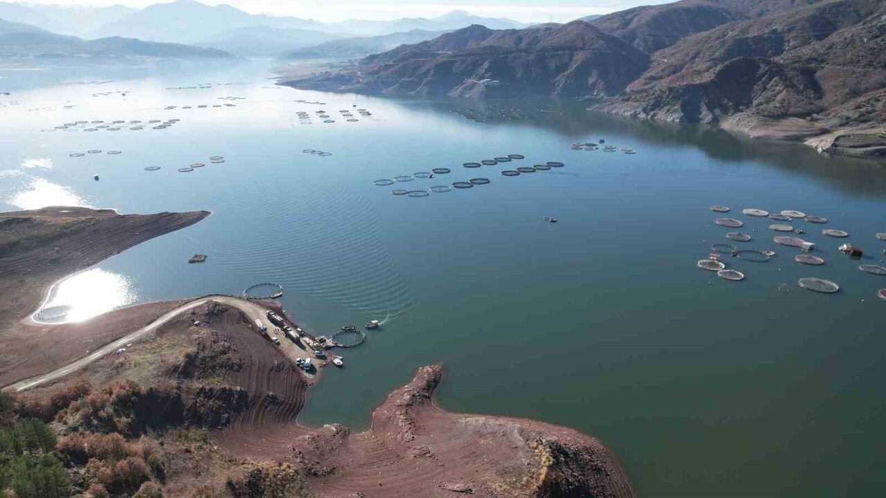 TOKAT (İHA) - DENİZİ OLMAYAN TOKAT’IN ALMUS İLÇESİNDEKİ BARAJDA YETİŞTİRİLEN TÜRK SOMONLARI SİNOP...