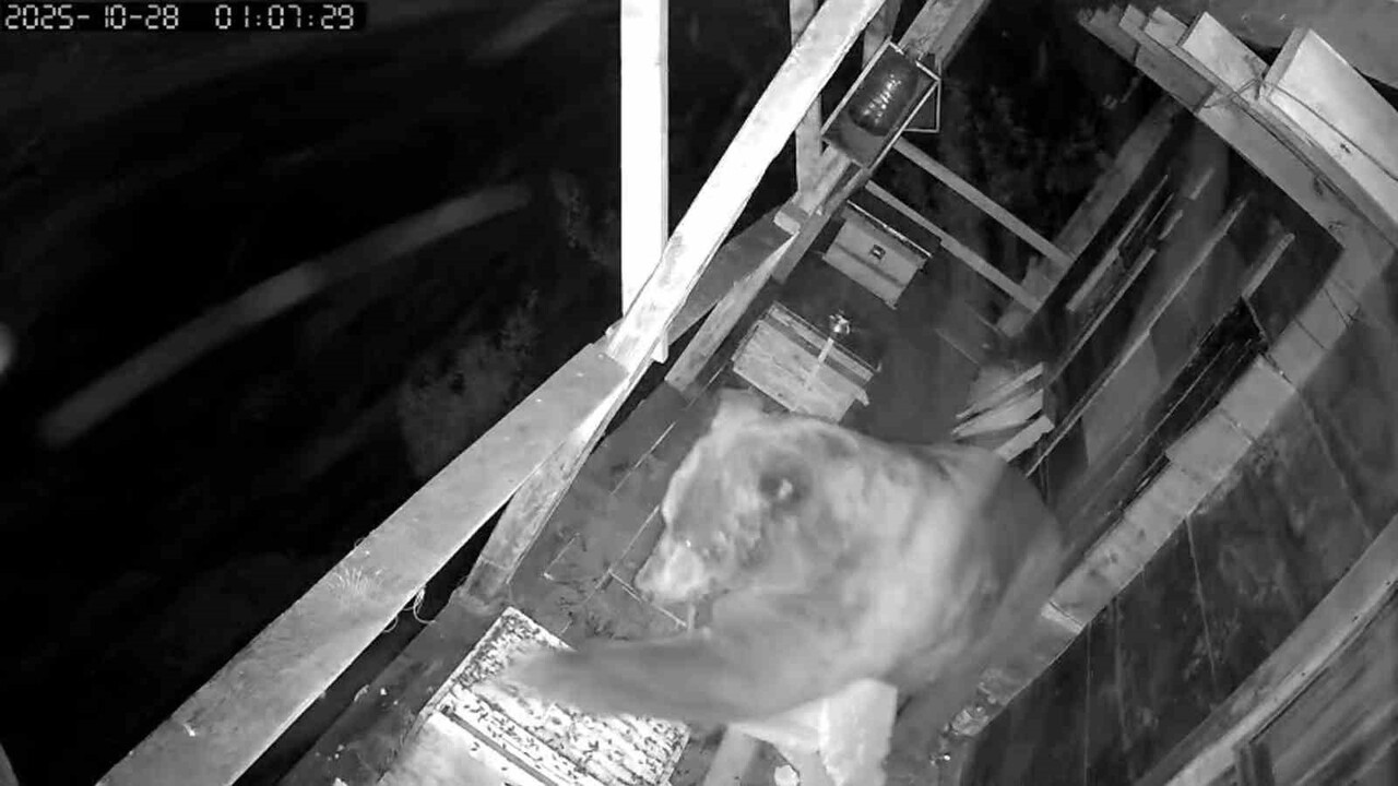 TRABZON’DA BİR EVİN 2. KAT TIRMANARAK ULAŞTIĞI BALKONDA BULUNAN ARI KOVANLARINA KADAR TIRMANAN...