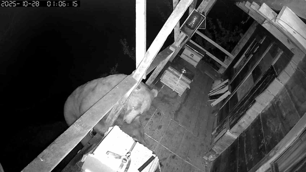 TRABZON’DA BİR EVİN 2. KAT TIRMANARAK ULAŞTIĞI BALKONDA BULUNAN ARI KOVANLARINA KADAR TIRMANAN...