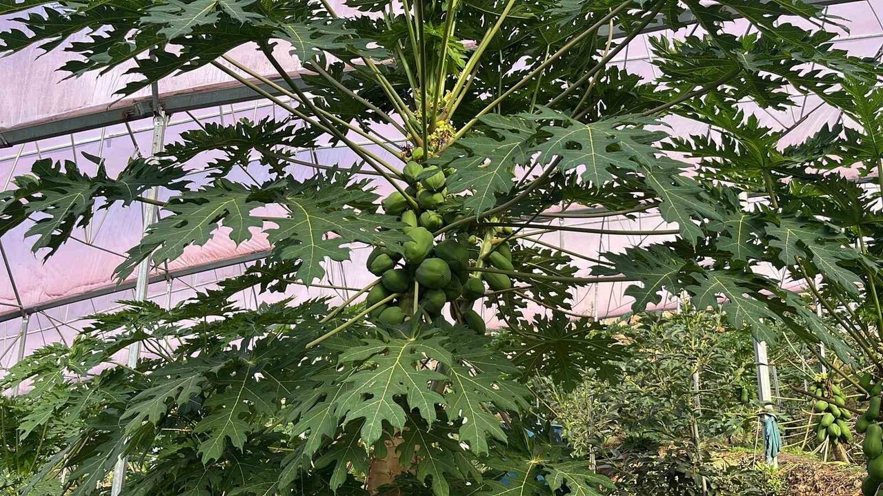 TROPİKAL MEYVE ÜRETİCİLERİ BİRLİĞİ BAŞKANI ALİ HÜDDOĞLU, ALANYA VE ÇEVRESİNDE TROPİKAL MEYVE...