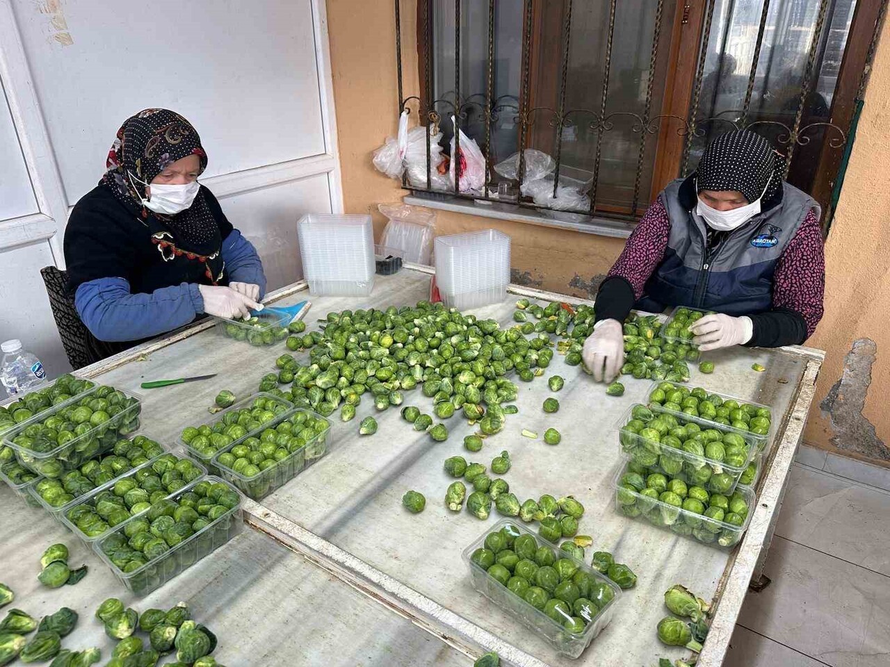 TÜRKİYE'DE BRÜKSEL LAHANASI ÜRETİMİNİN ÖNEMLİ BÖLÜMÜNÜ KARŞILAYAN BURSA'NIN İZNİK İLÇESİNDEKİ...