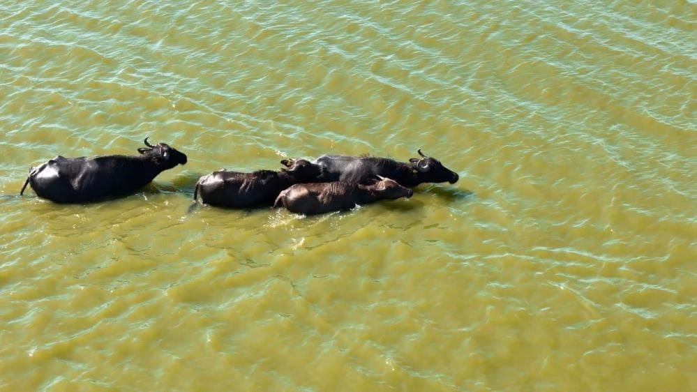 TÜRKİYE'DE MANDA POPÜLASYONU TEHDİT ALTINDA