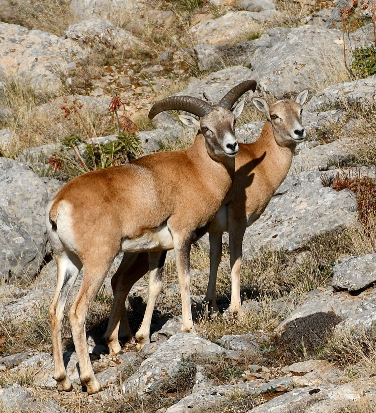 TÜRKİYE’DE SADECE BELİRLİ BÖLGELERDE YAŞAYAN, DÜNYADA BAŞKA HİÇBİR YERDE BULUNMAYAN ENDEMİK...