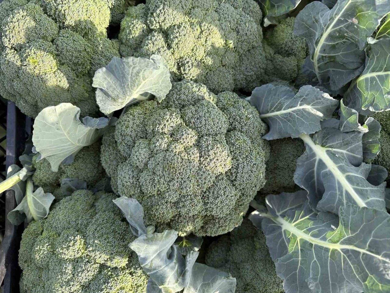 TÜRKİYE’NİN KIŞLIK SEBZE ÜRETİM MERKEZLERİNDEN BİRİ OLAN İZMİR’İN MENEMEN OVASI’NDA BROKOLİ HASADI...