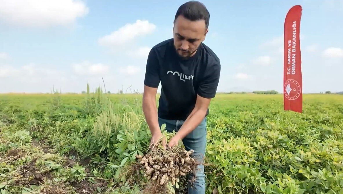 TÜRKİYE’NİN YER FISTIĞI ÜRETİMİNDE ÖNEMLİ BİR YERE SAHİP OLAN OSMANİYE’DE HASAT SEZONU TAMAMLANDI....