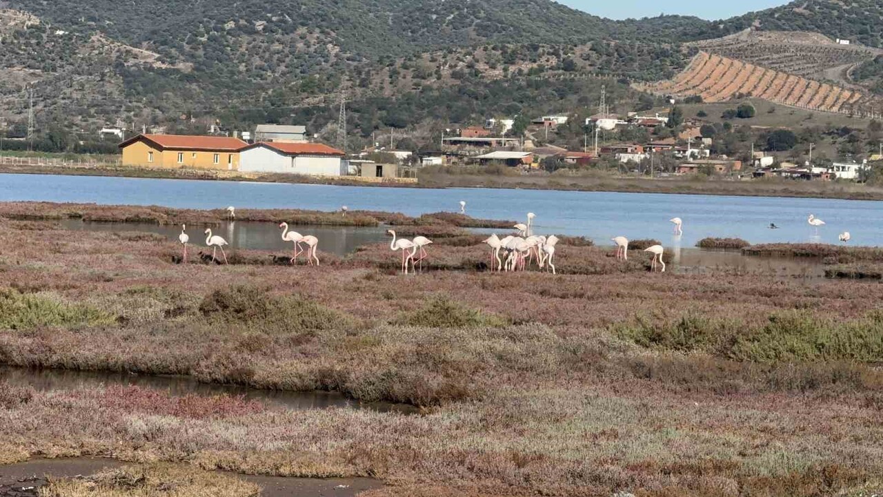 TUZLA SULAK ALANI, FLAMİNGOLARIN VE DİĞER GÖÇMEN KUŞLARIN YOĞUN İLGİSİNE SAHNE OLUYOR