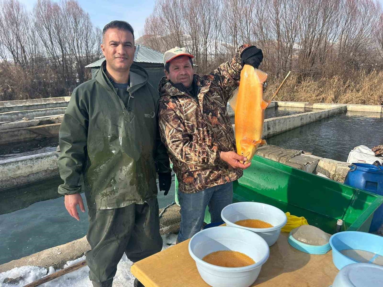 VAN'DA YILLIK YAKLAŞIK 2 BİN 550 TON ALABALIK ÜRETİMİNİN GERÇEKLEŞTİRİLDİĞİ TESİSLERDE, YAVRU...