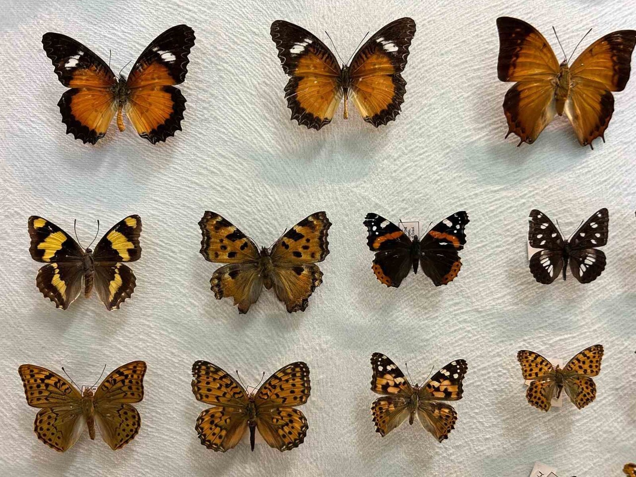 VAN YÜZÜNCÜ YIL ÜNİVERSİTESİ (VAN YYÜ) FEN FAKÜLTESİ BİYOLOJİ BÖLÜMÜ BÜNYESİNDE FAALİYET GÖSTEREN...